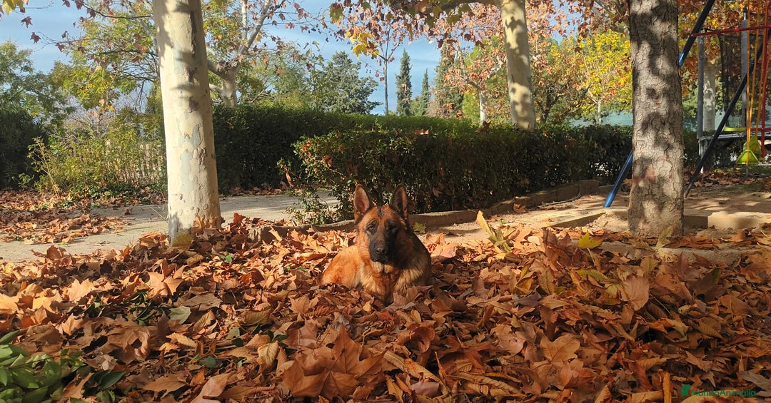 Pastor Alemán perros en adopcion: Pastor aleman adopcion - Imagen 3