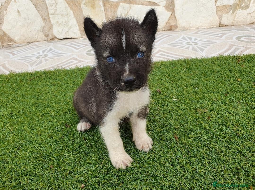 Husky Siberiano perros Husky Jet Black y Agouti EXÓTICOS - Anuncio 1