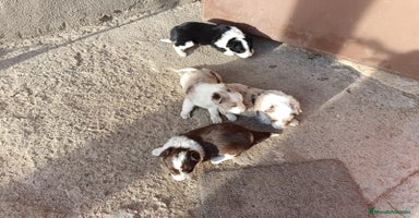 Border Collie perros Border collie  - Anuncio 2