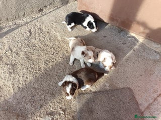Border Collie perros Border collie - Anuncio 1