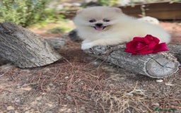 Pomerania perros en venta: Pomerania listos para entregar  - Imagen 4