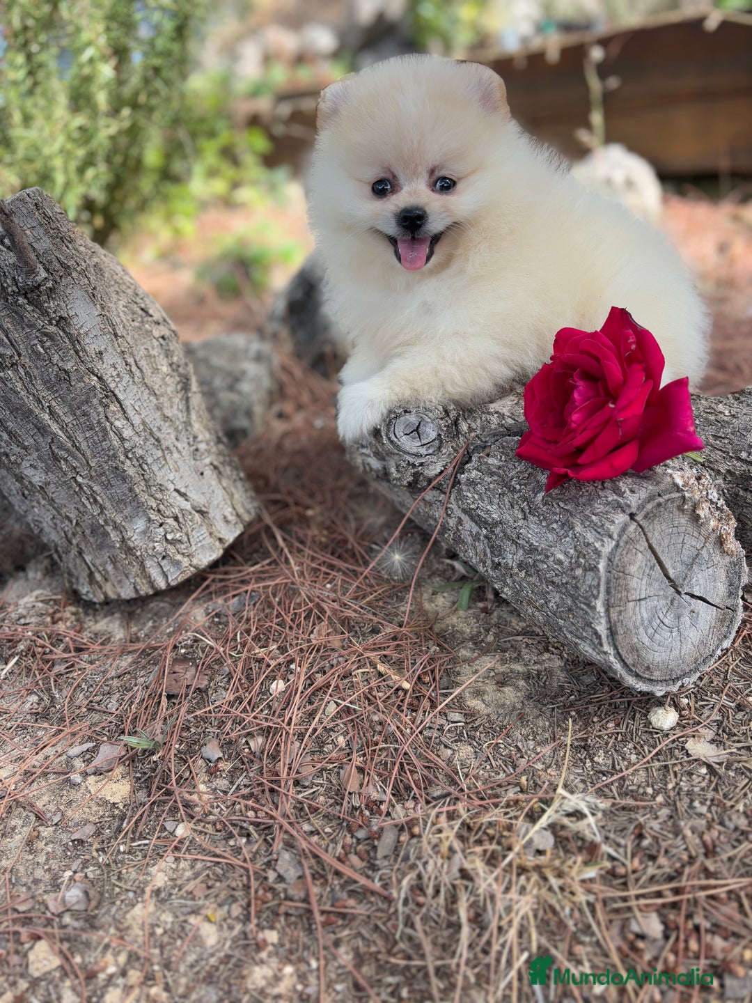 Pomerania perros en venta: Pomerania listos para entregar  - Imagen 4