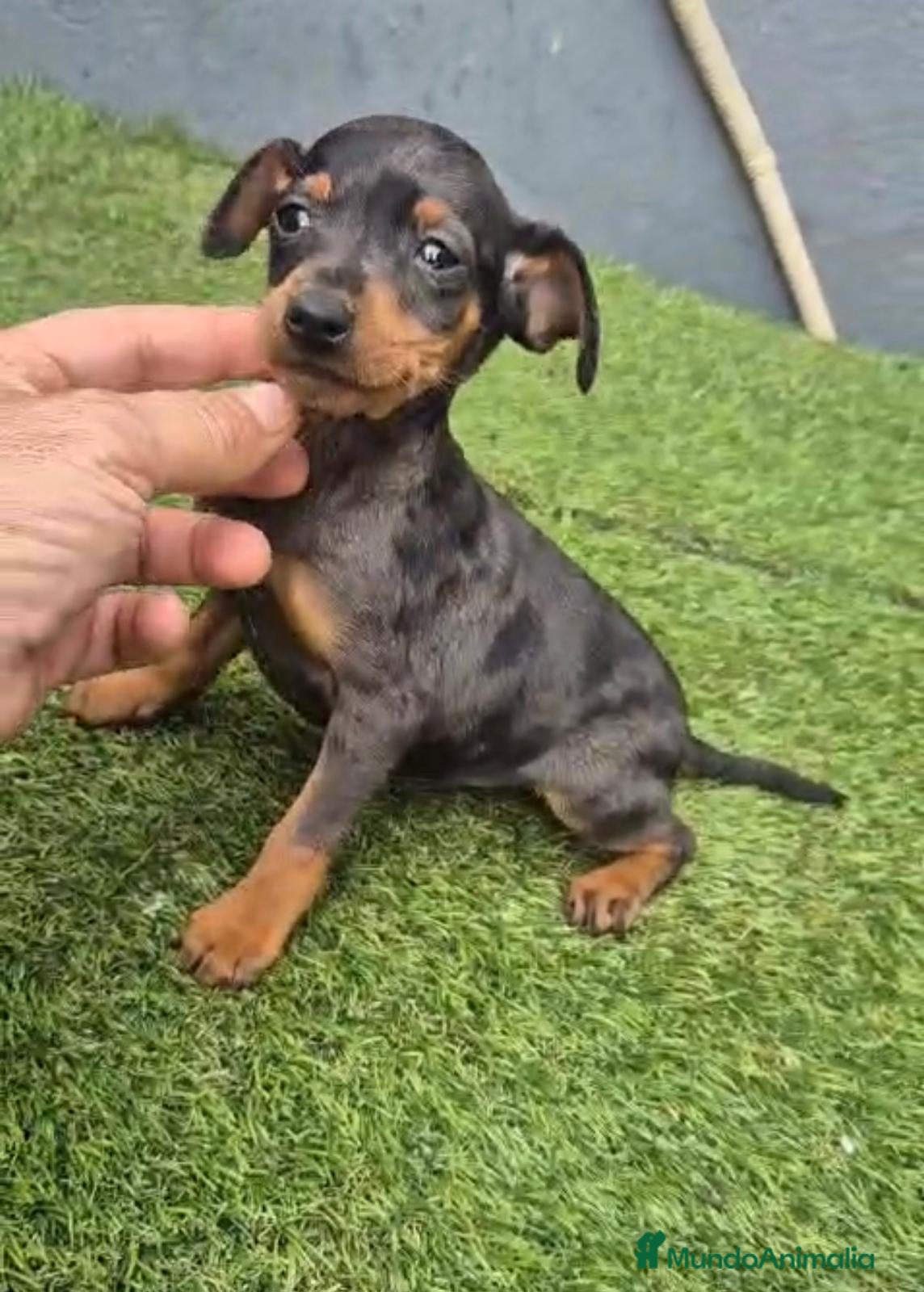 Pinscher Miniatura perros Mini-pinscher merle blue - Anuncio 1