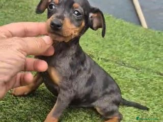 Pinscher Miniatura perros Mini-pinscher merle blue - Anuncio 27
