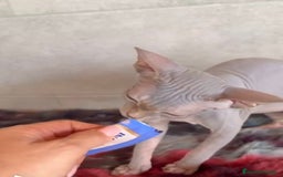 Sphynx gatos en venta: Sphynx únicos 💙 - Imagen 11