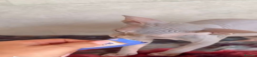 Sphynx Gatito 7