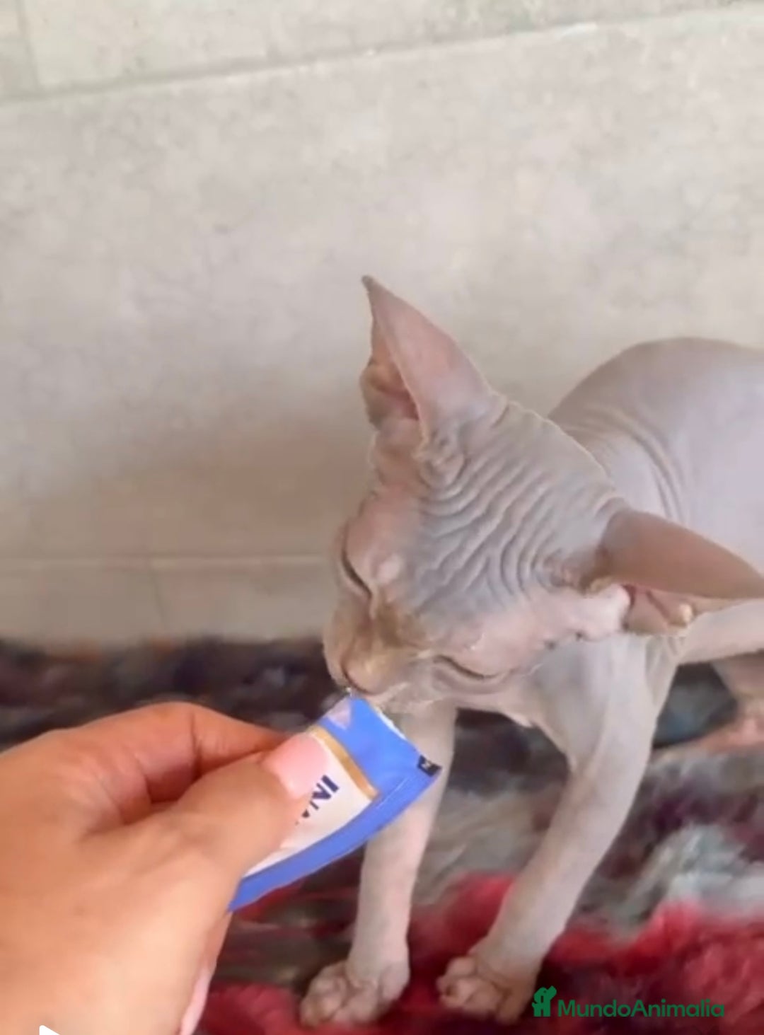 Sphynx gatos en venta: Sphynx únicos 💙 - Imagen 11