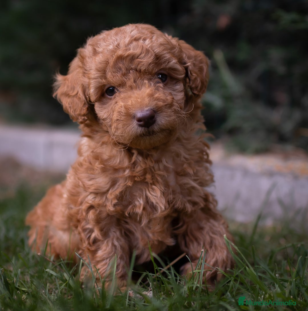 Caniche Toy perros en venta: Caniche Toy. Hembras rojas  - Imagen 4