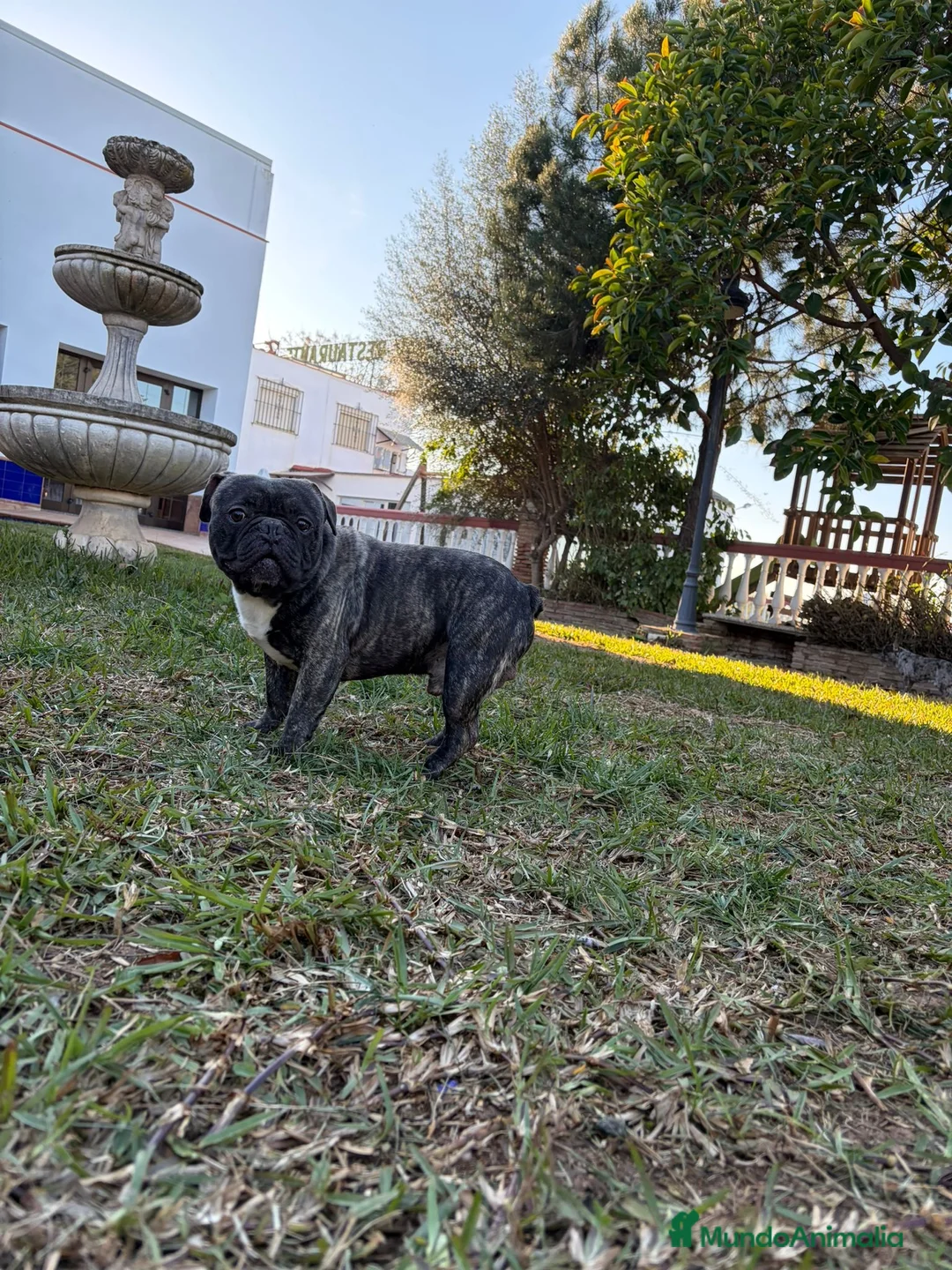 Bulldog Francés perros en venta: Bulldog francés  - Anuncio 1