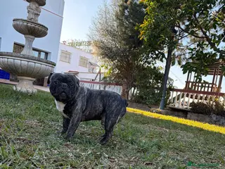 Bulldog Francés perros Bulldog francés - Anuncio 1