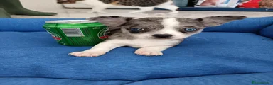 Chihuahua 1
