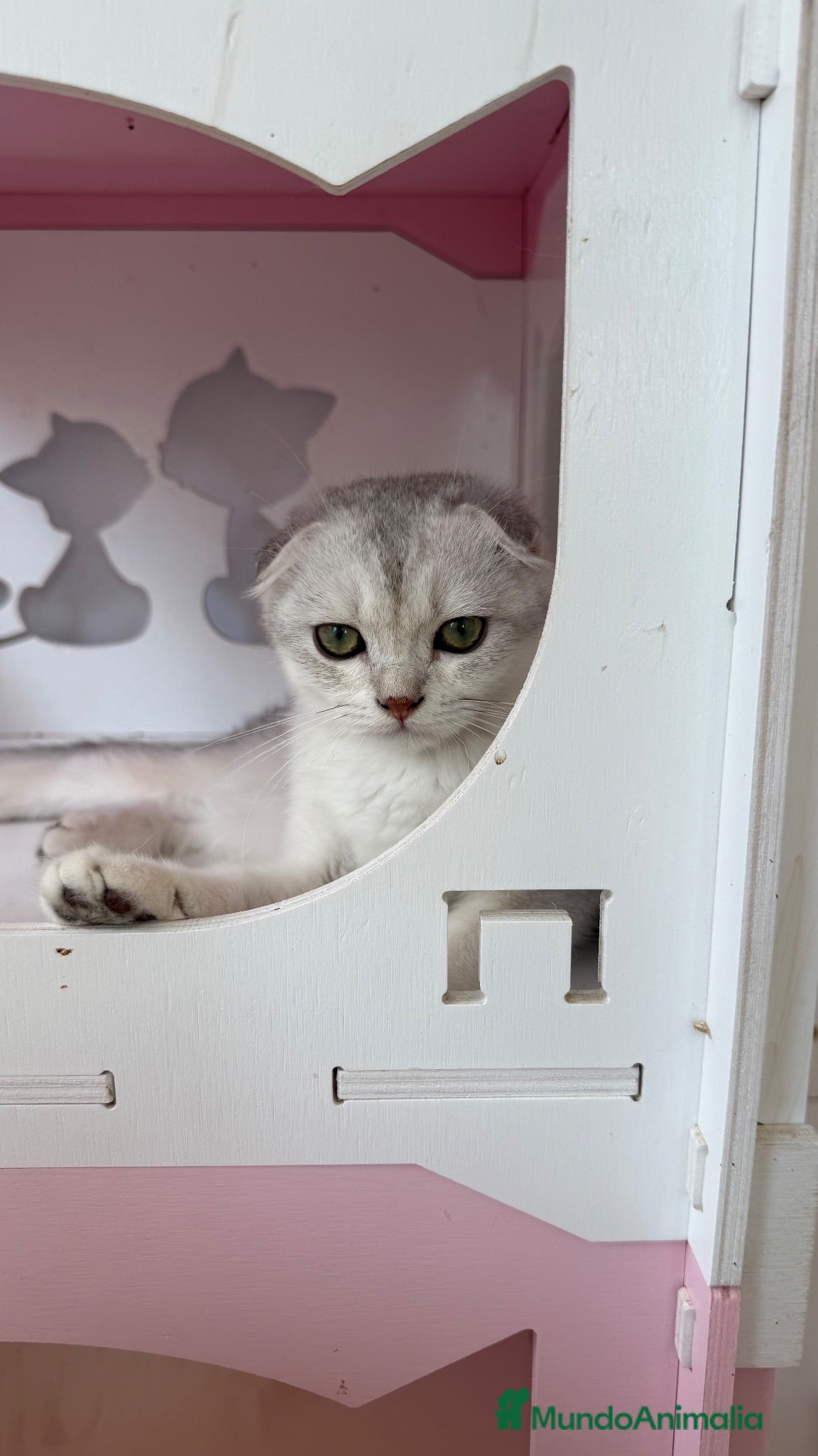 Scottish Fold gatos Scottish fold - Anuncio 6