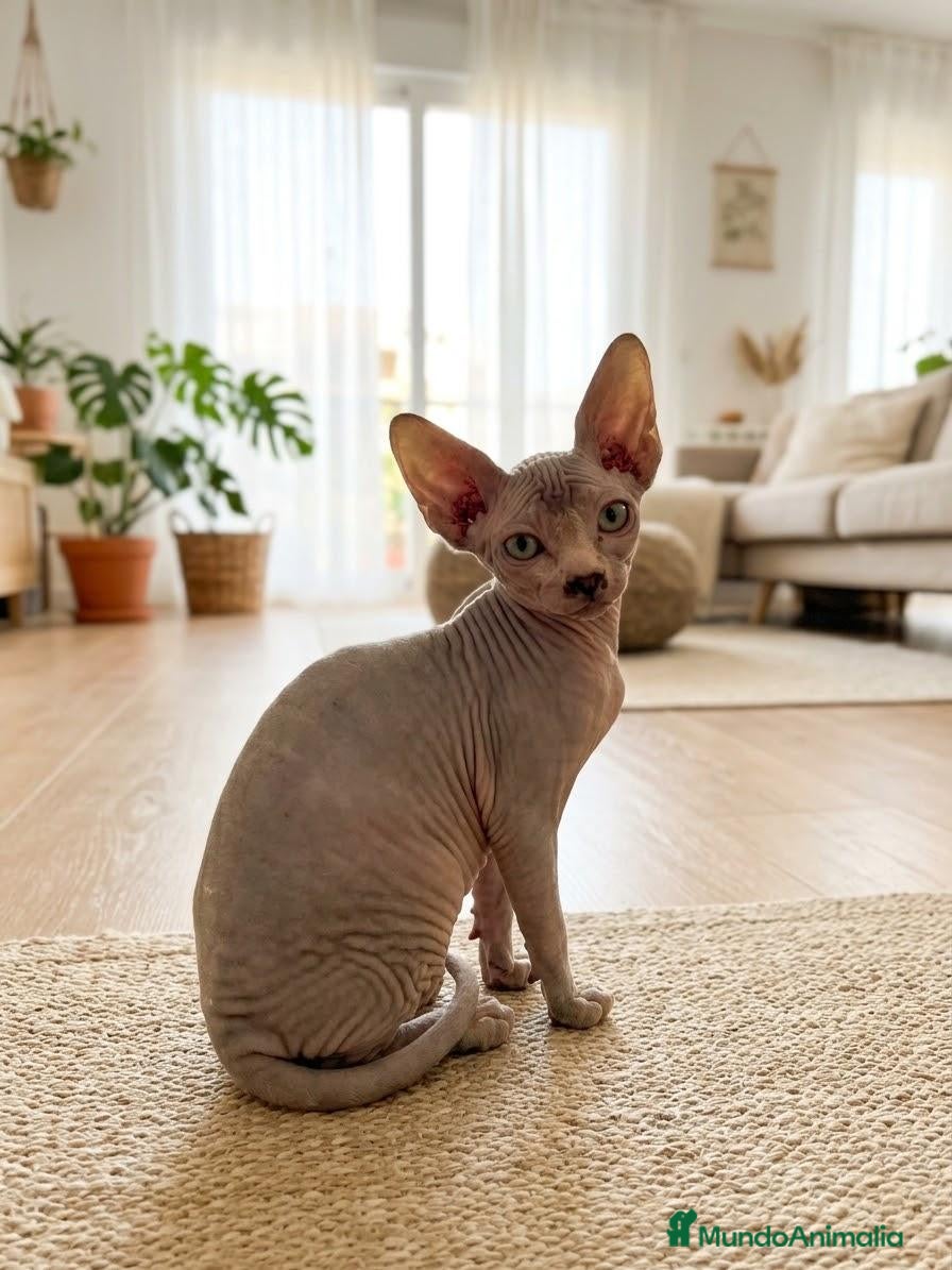 Sphynx gatos Gatitos sphynx  - Anuncio 2
