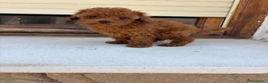 Caniche Toy 1