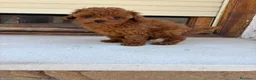 Caniche Toy perros en venta: Caniche Toy  - Anuncio 5