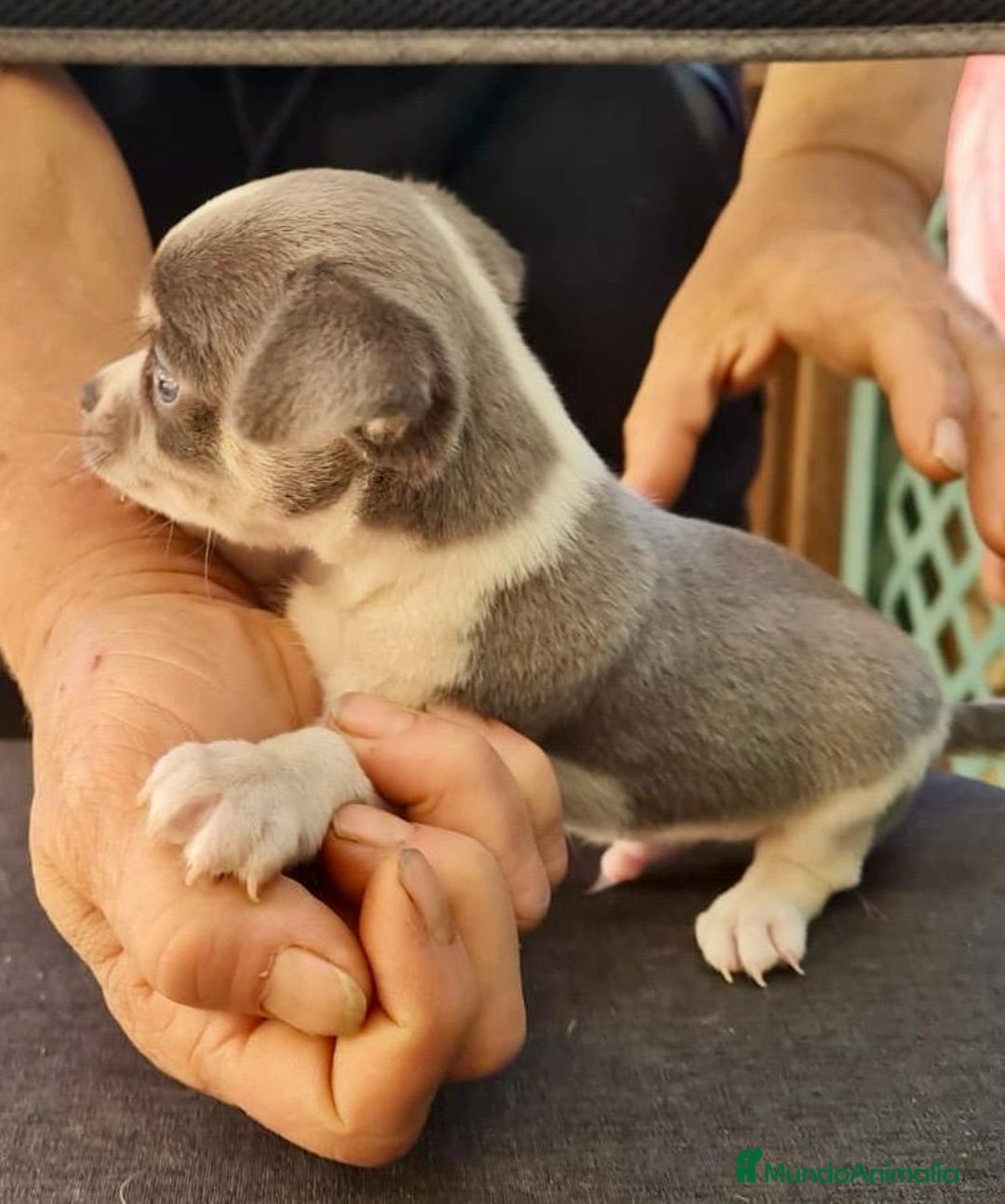 Chihuahua perros en venta: Chihuahua toy - Anuncio 3