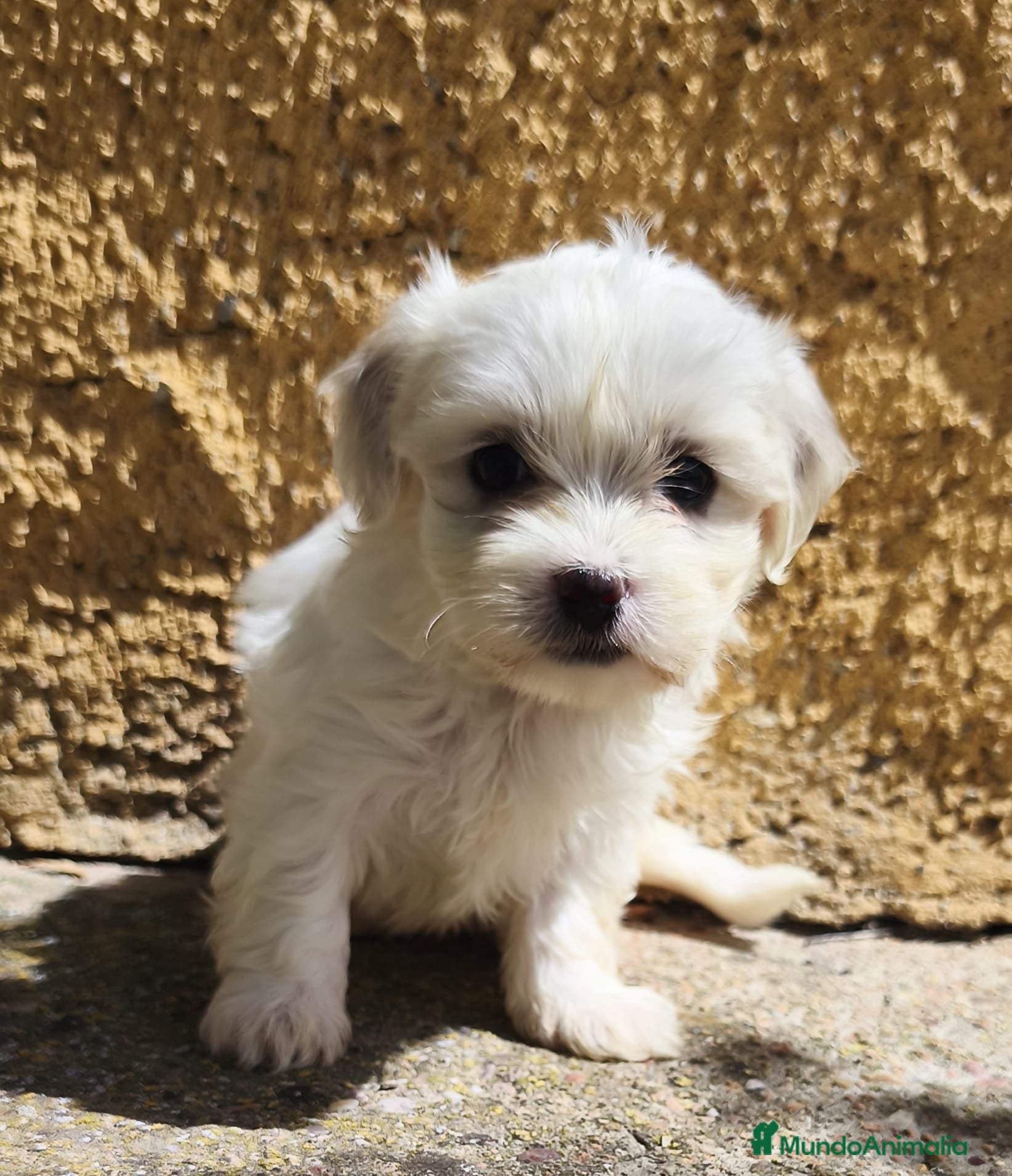 Bichón Maltés perros Malteses mini - Anuncio 2
