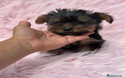 Yorkshire Terrier perros en venta: Yorkshire miniatura  - Imagen 3