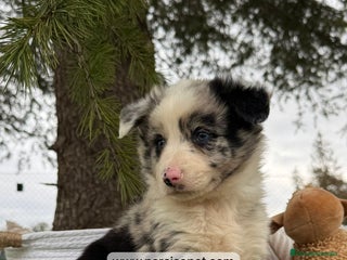 Border Collie perros - Anuncio 3