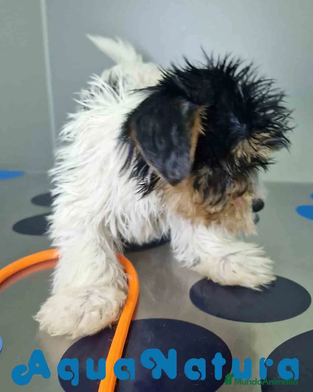 Biewer Yorkshire Terrier a la Pom Pon perros en venta: Yorkshire Biewer Macho CJMM 1303 AQUANATURA - Anuncio 3