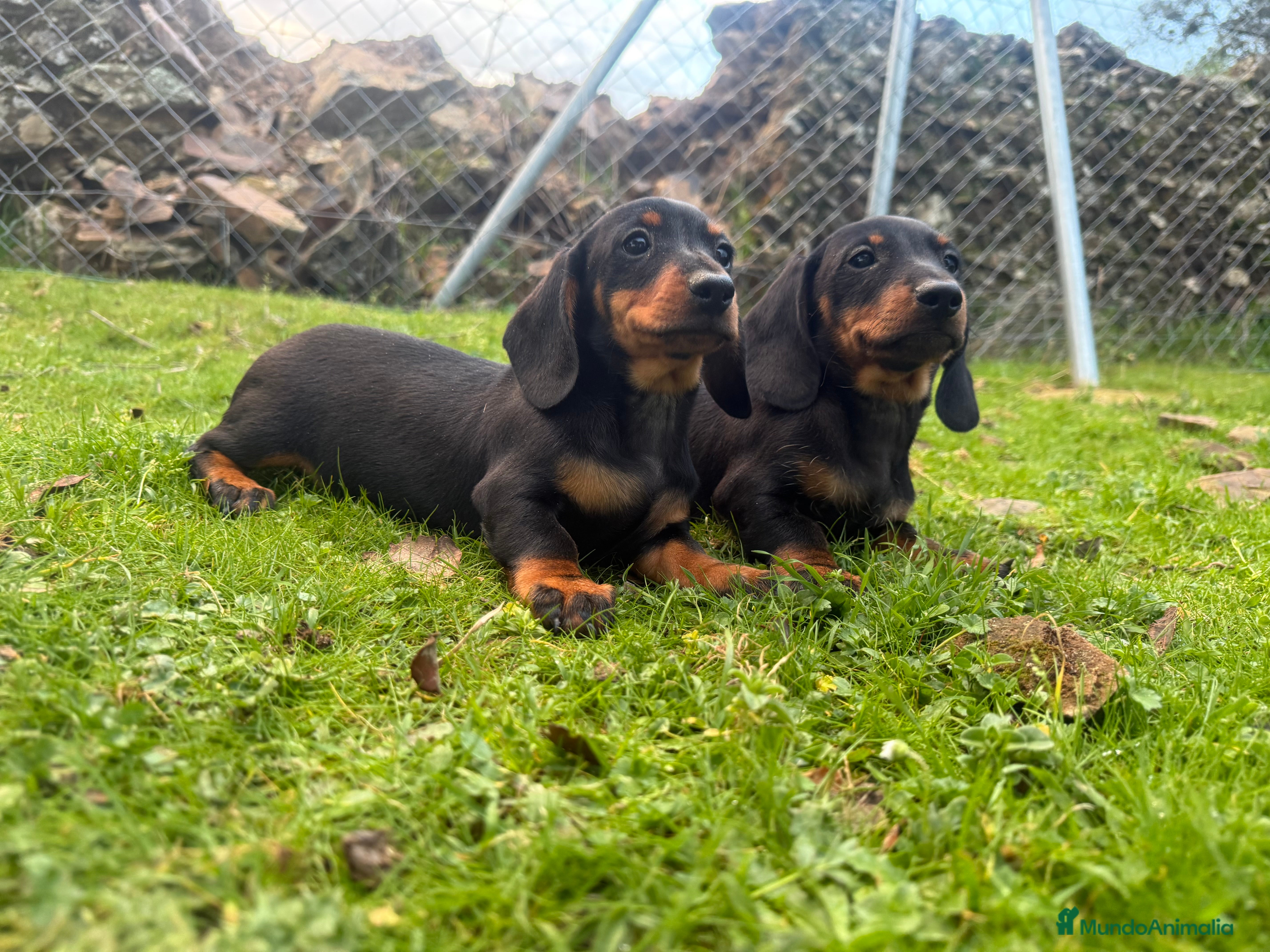 Teckel Miniatura perros Teckel, el Miniatura Pelo corto - Anuncio 2