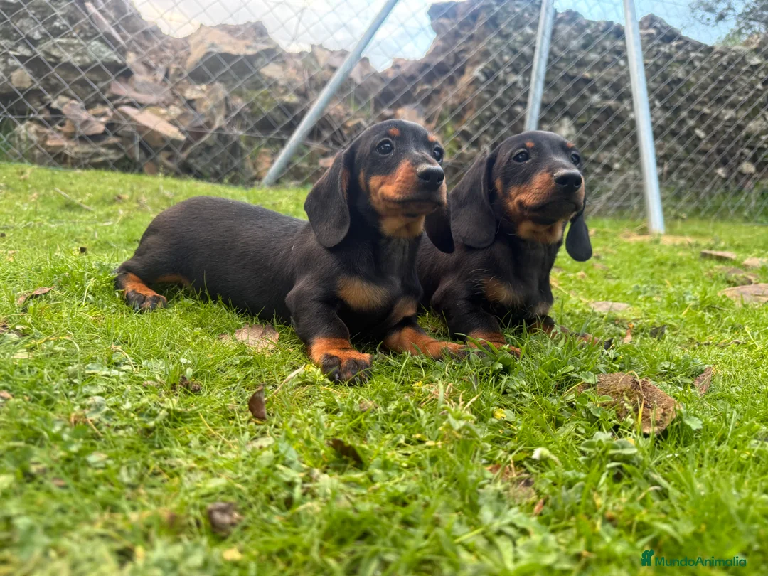 Teckel Miniatura perros en venta: Teckel, el Miniatura Pelo corto - Anuncio 2