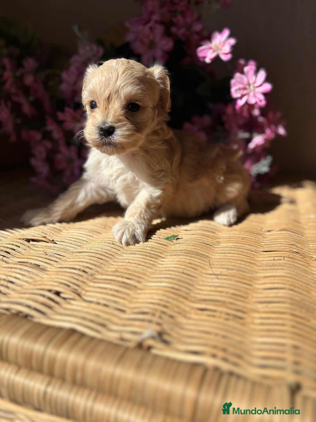 Maltipoo perros en venta: Maltipoo Hambra disponible !!! - Imagen 5