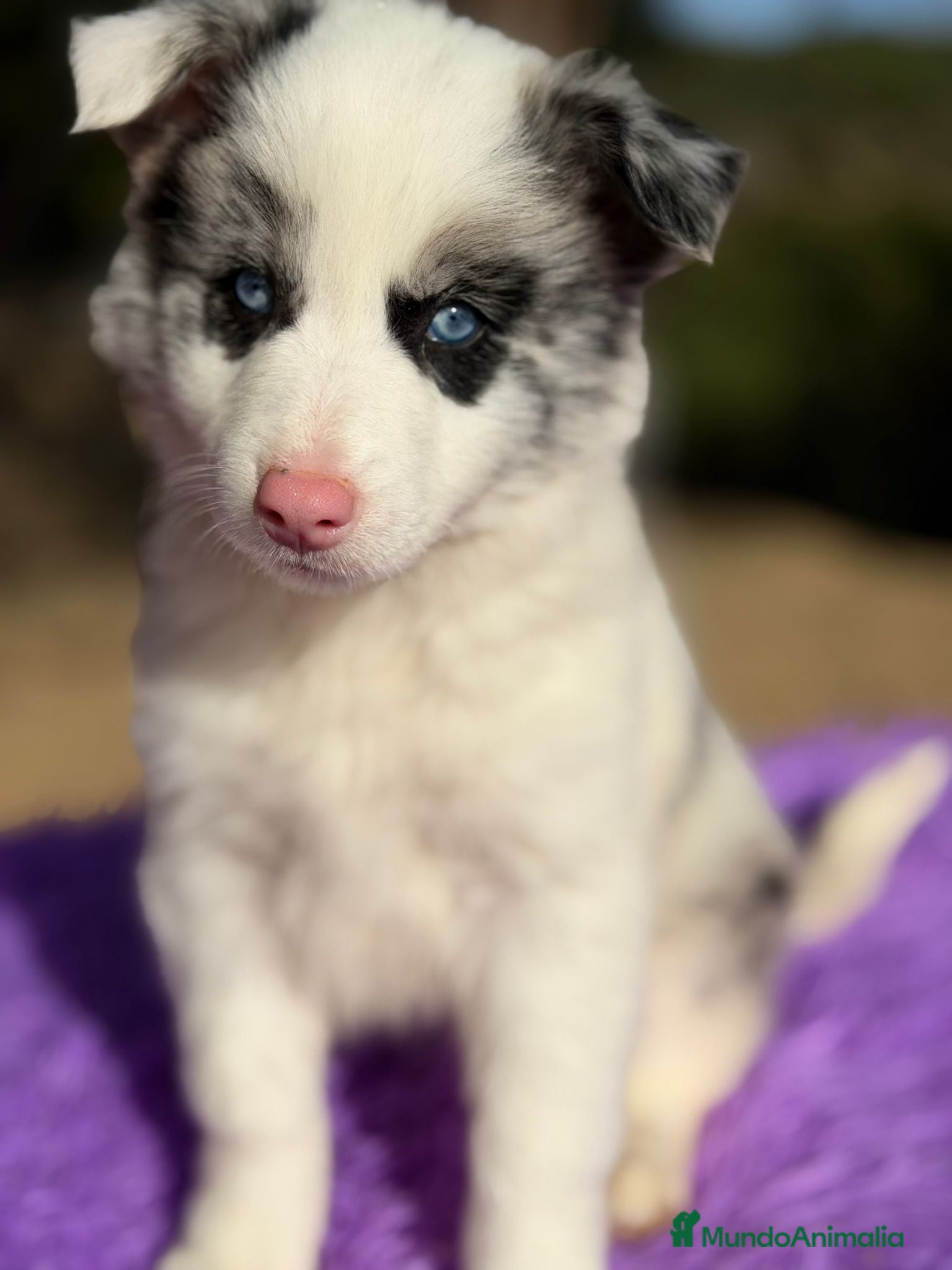 Border Collie perros Border collie merle  - Anuncio 24