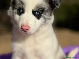 Border Collie perros Border collie merle - Anuncio 2