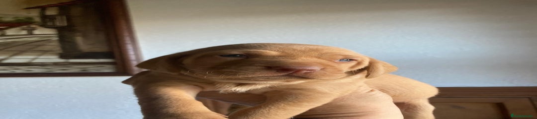 Braco Húngaro de Pelo Corto Cachorro 2