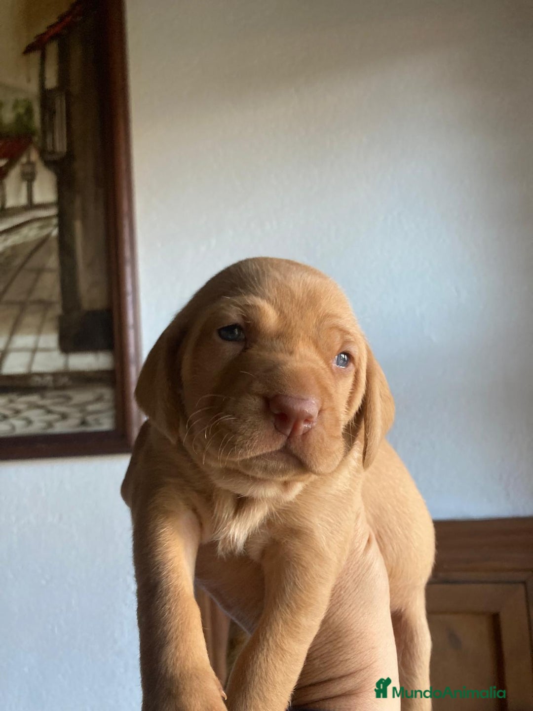 Braco Húngaro de Pelo Corto perros en venta: Cachorros de Braco Húngaro (Vizsla) — Criador aut. - Imagen 16