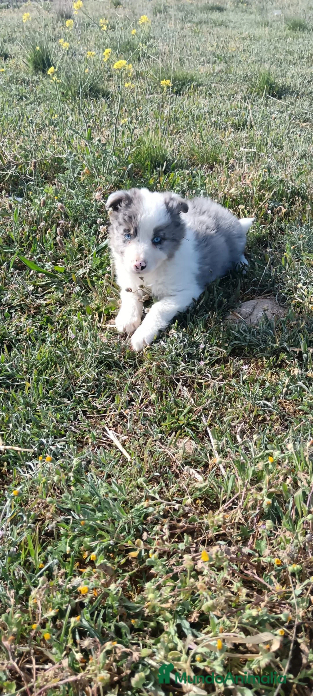 Border Collie perros en venta: Border collie  - Anuncio 2