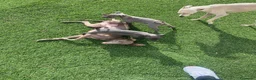 Pequeño Lebrel Italiano perros en venta: Cachorros Piccolo 700€ ¡PRECIO REAL! Valencia - Anuncio 5