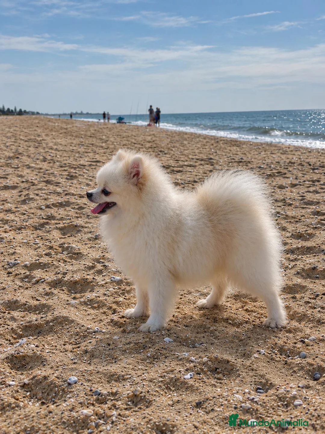 Pomerania perros para monta: POMERANIA PARA MONTA - Anuncio 7