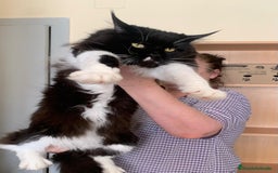 Maine Coon gatos en venta: Maine Coon  - Imagen 6