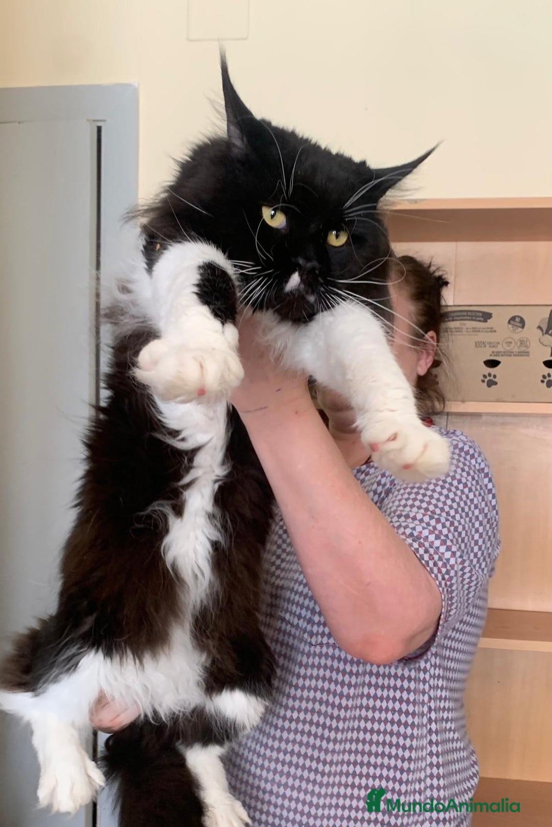 Maine Coon gatos en venta: Maine Coon  - Imagen 6