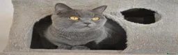Scottish Straight gatos en venta: Gatos Scottish Straight-Fold  - Anuncio 22