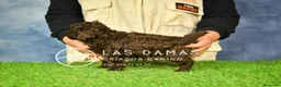 Caniche Toy perros en venta: Macho y hembra de caniche toy color chocolate. - Anuncio 3