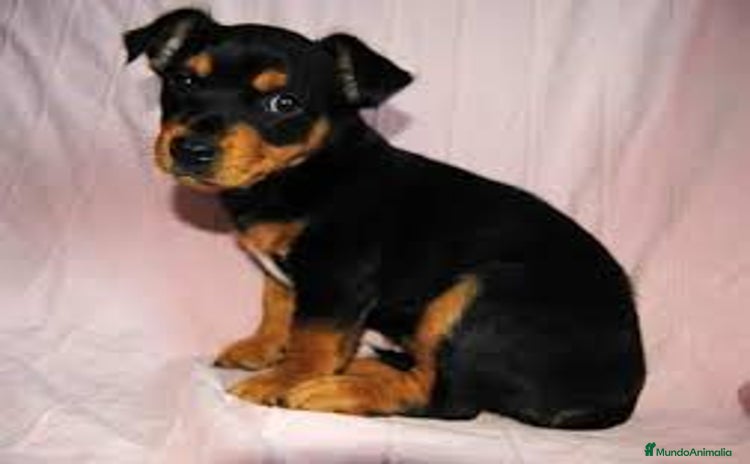 Pinscher Miniatura perros - Anuncio 3