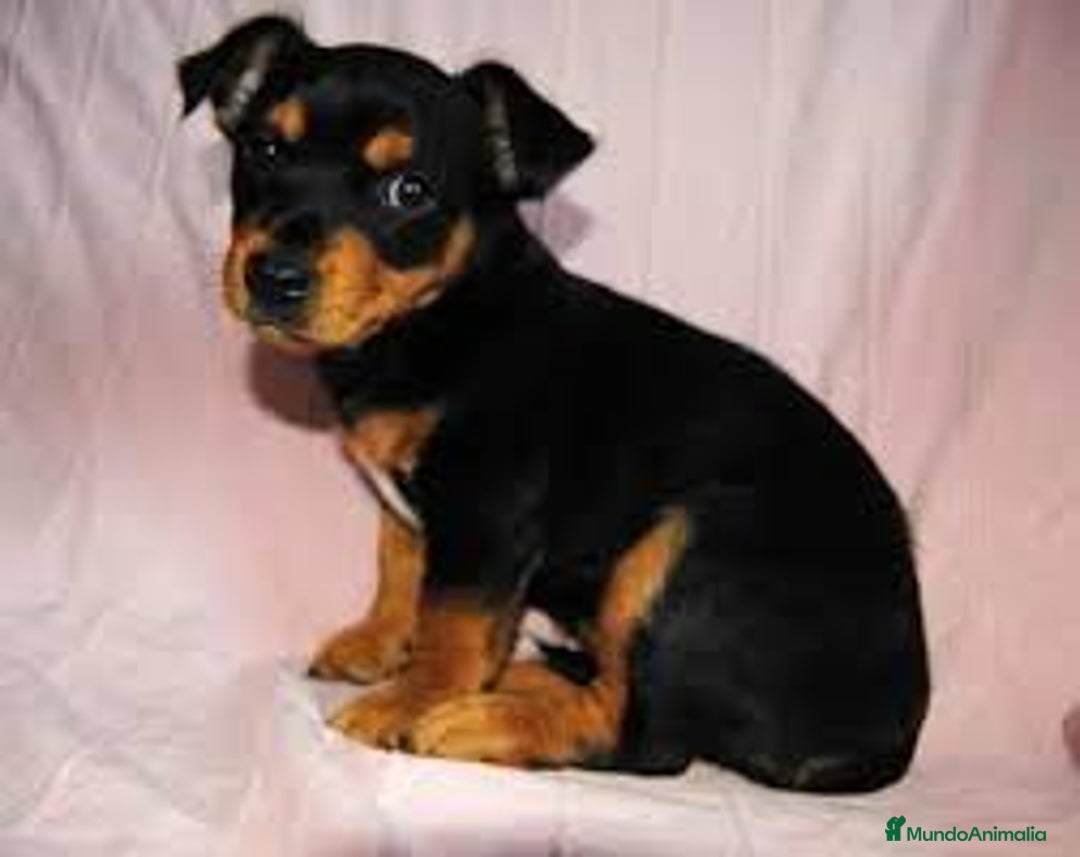 Pinscher Miniatura perros en venta: Adorable cachorrito de Pinscher Miniatura - Imagen 1