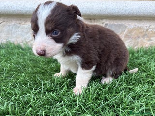 Border Collie perros Border Collie hembra chocolate - Anuncio 1