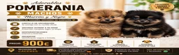 Pomerania perros en venta: POMERANIA TOY, CARITA DE OSO en Madrid - Anuncio 1
