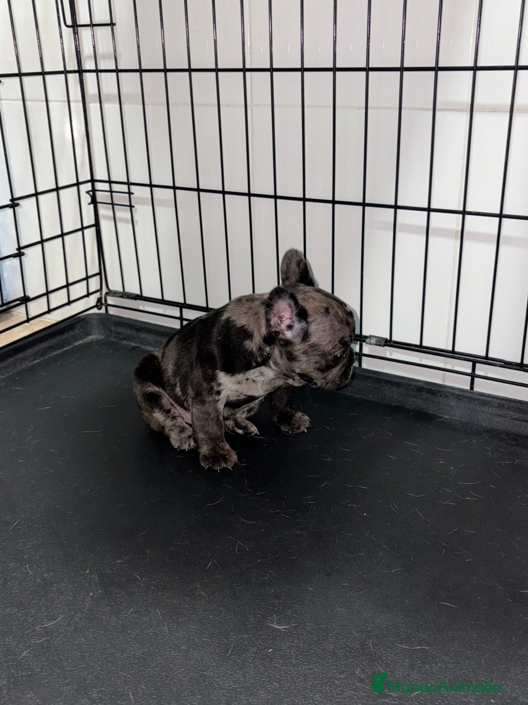 Bulldog Francés perros en venta: Cachorra bulldog francés merle - Anuncio 13