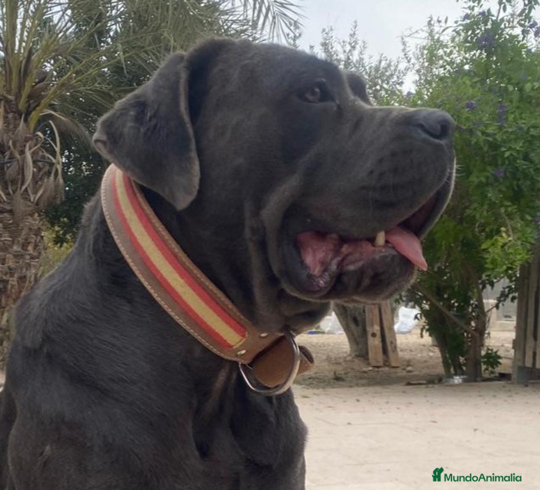 Cane Corso perros en venta: Cane Corso - Anuncio 2