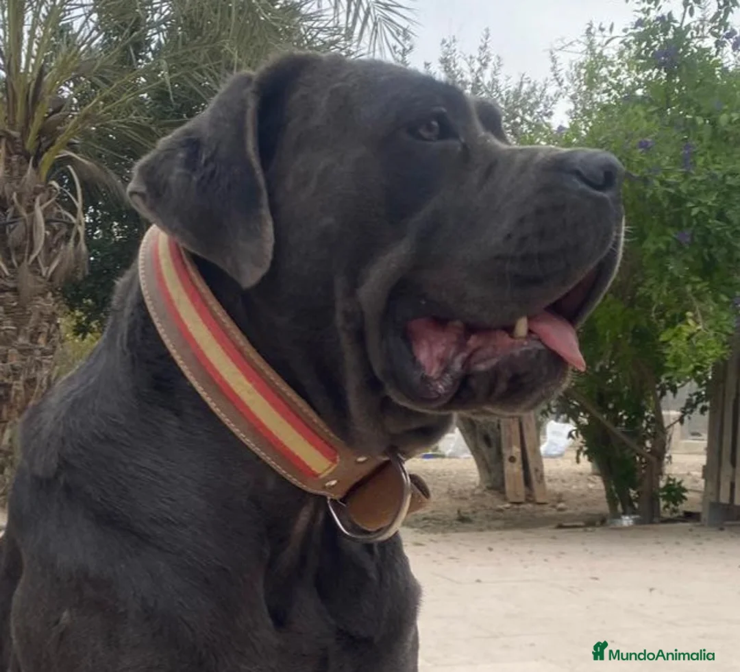 Cane Corso perros en venta: Cane Corso - Anuncio 5