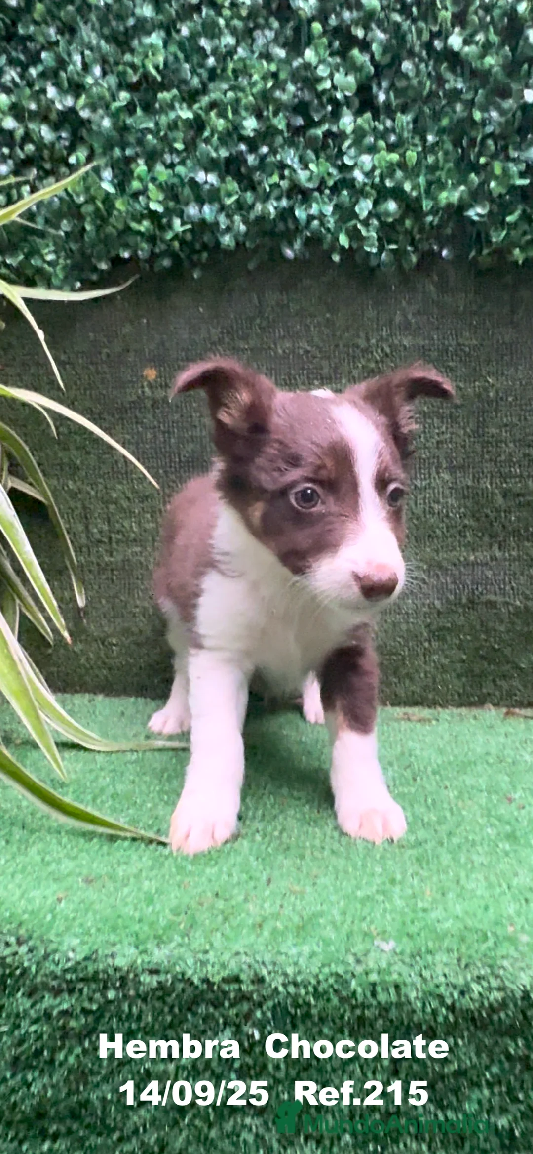 Border Collie perros en venta: Border Collie Chocolate - Anuncio 11