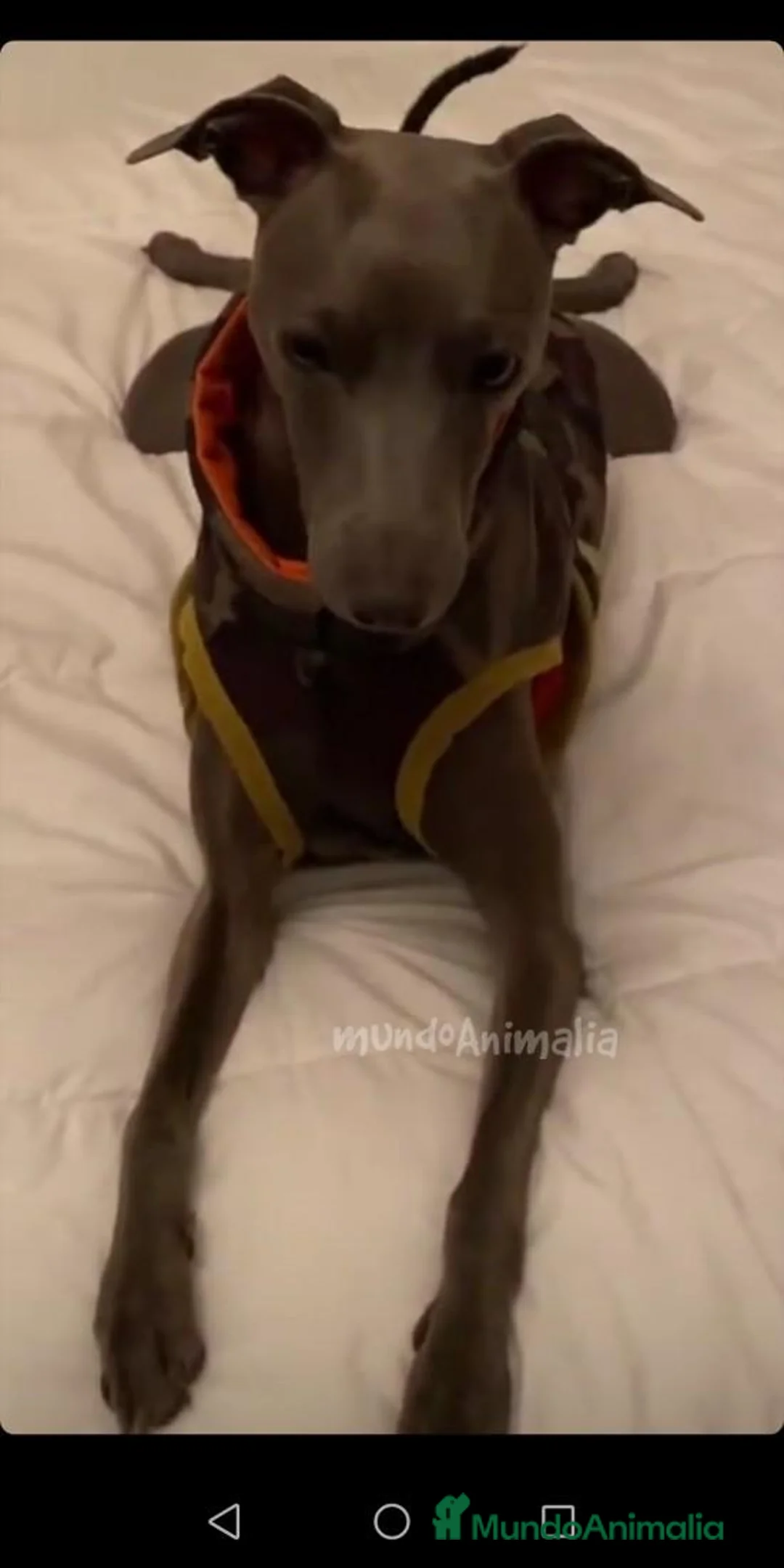 Imagen de galería {{count}}