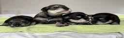 Schnauzer Miniatura perros en venta: CRIADERO DE SCHNAUZER MINI CATALUÑA  - Anuncio 4