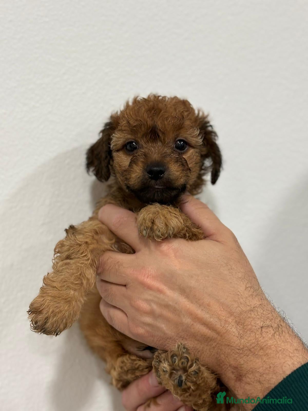 Raza Mixta perros Cachorros mezcla de Yorkshire con caniche - Anuncio 1