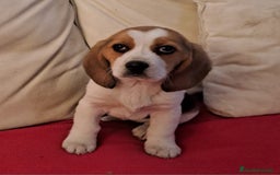 Beagle perros en venta: Beagle de 4 meses - Imagen 1